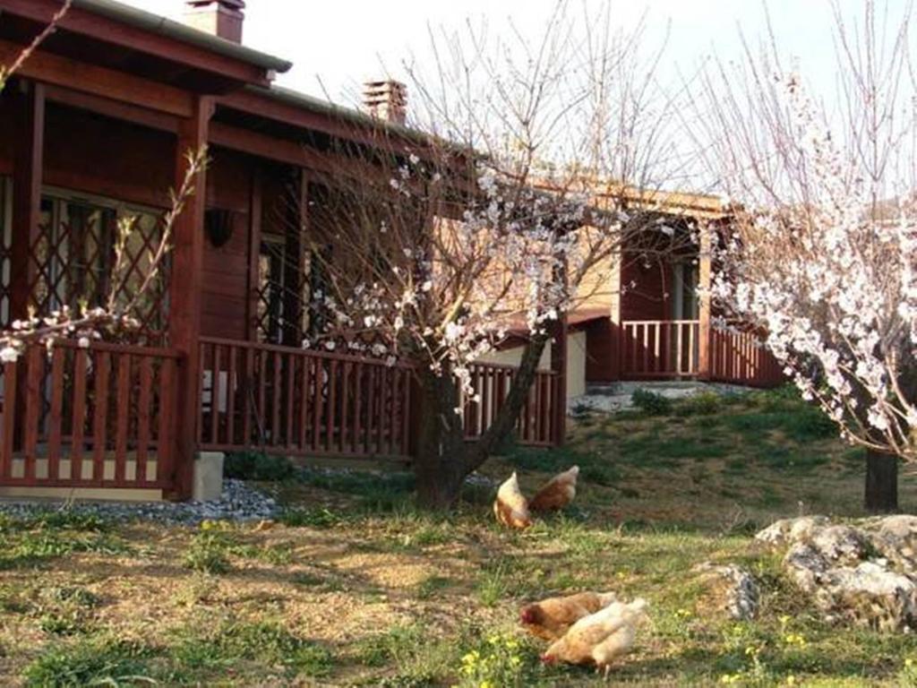 Villa Rustica Konitsa Cameră foto